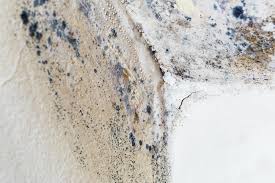 Why You Should Choose Our Mold Remediation Services in Tyler, TX